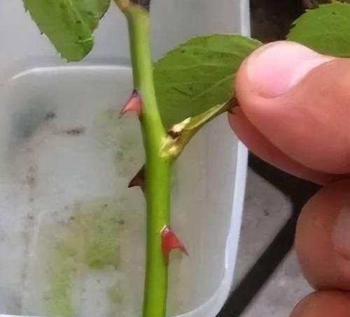 长枝玫瑰花种植方法是什么？如何确保成活率？
