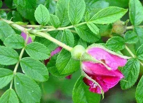 小叶哥玫瑰花的养护方法是什么？