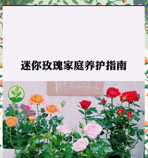 小叶哥玫瑰花的养护方法是什么？