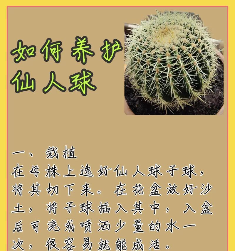 仙人球小动物的养殖方法有哪些？