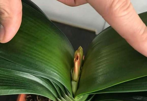 君子兰四年未开花可能的原因是什么？