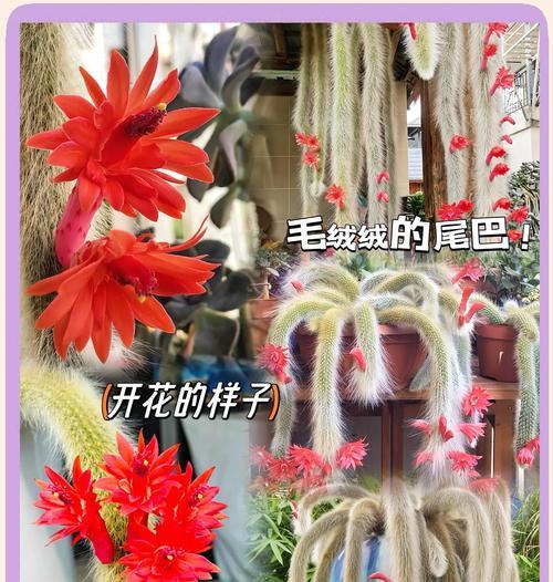九尾狐狸仙人掌种植方法是什么？