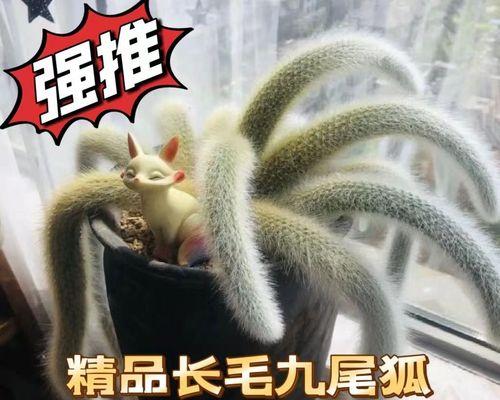 九尾狐狸仙人掌种植方法是什么？