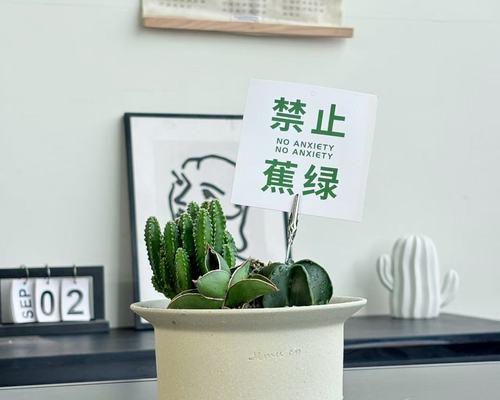 网红仙人掌盆栽的养护秘诀是什么？如何打造网红效果？