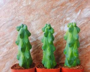 网红仙人掌盆栽的养护秘诀是什么？如何打造网红效果？