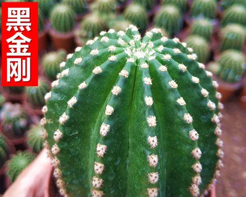 网红仙人掌盆栽的养护秘诀是什么？如何打造网红效果？
