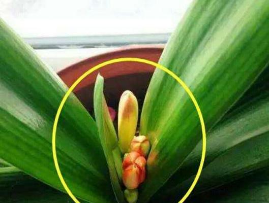 君子兰开花时叶子开裂的原因是什么？如何处理？