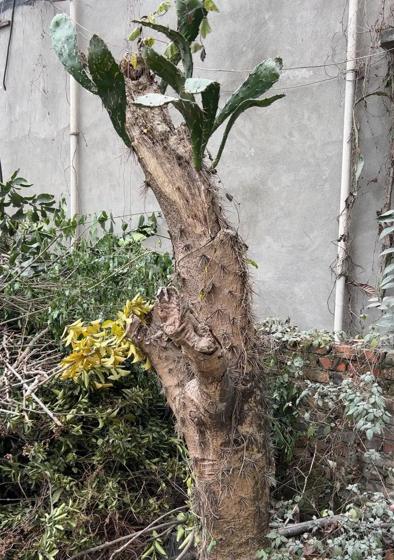 黄花老桩仙人掌如何管理？养护中应注意什么？