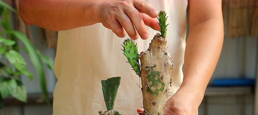 黄花老桩仙人掌如何管理？养护中应注意什么？