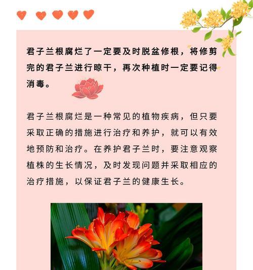 君子兰塑料原盆的正确养护方法是什么?塑料原盆对君子兰有何影响?