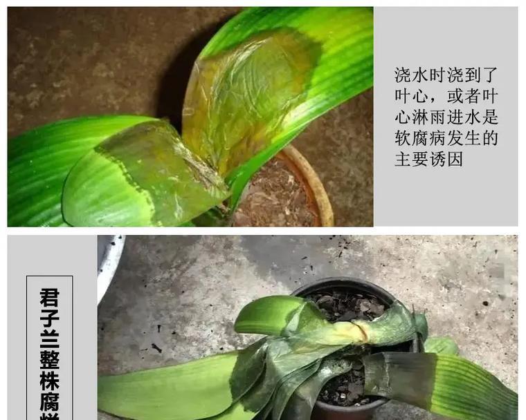 君子兰茎部生长缓慢怎么办？