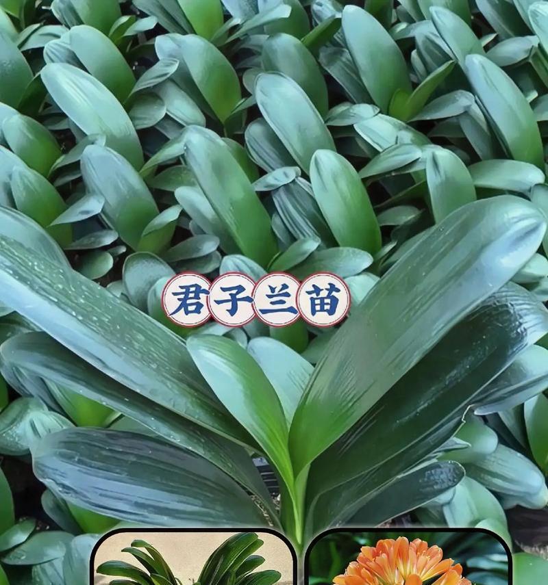 君子兰茎部生长缓慢怎么办？