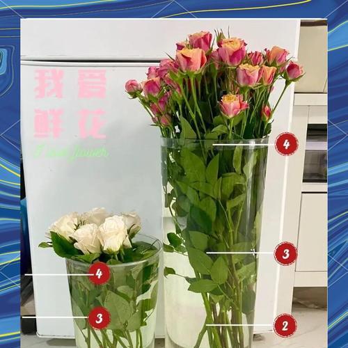 银叶子玫瑰花的养护技巧有哪些？