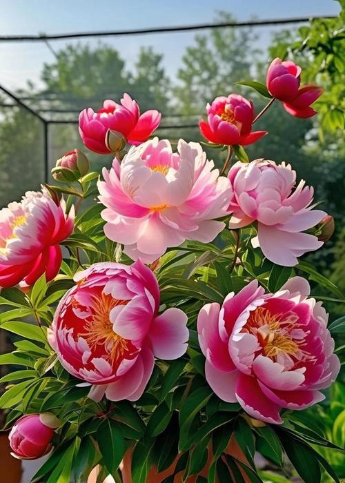 南方适合种植哪些牡丹花品种？如何选择？