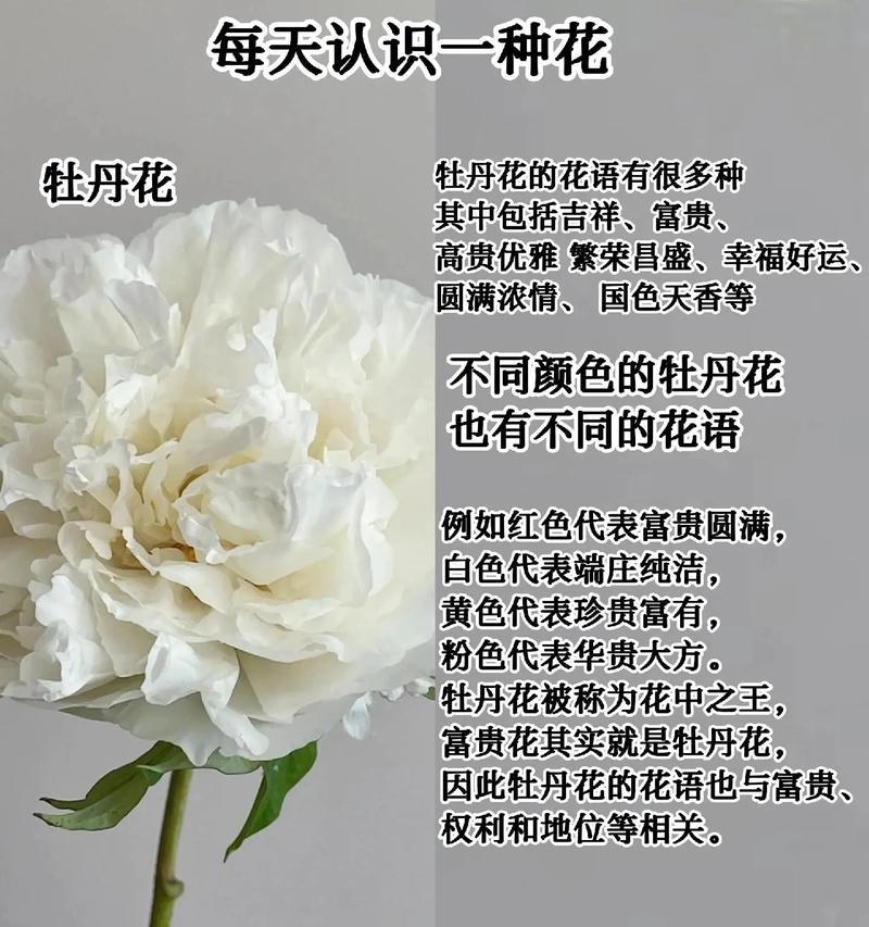南方适合种植哪些牡丹花品种？如何选择？