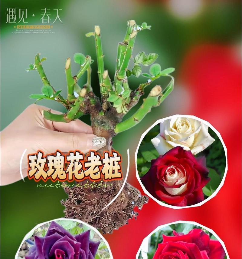 种植玫瑰老桩玫瑰花的正确方法是什么？