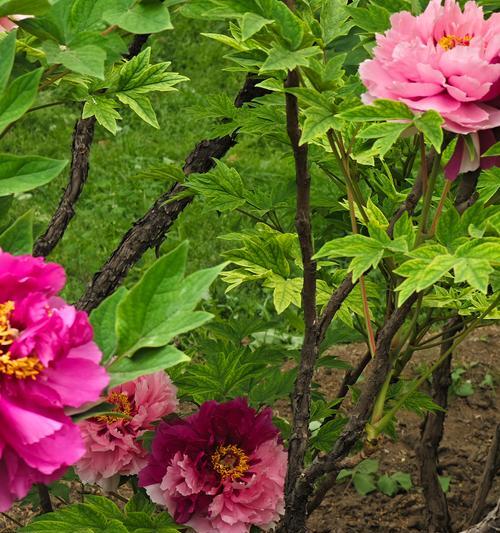 牡丹花快速开花的原因是什么？如何促进牡丹花快速开花？