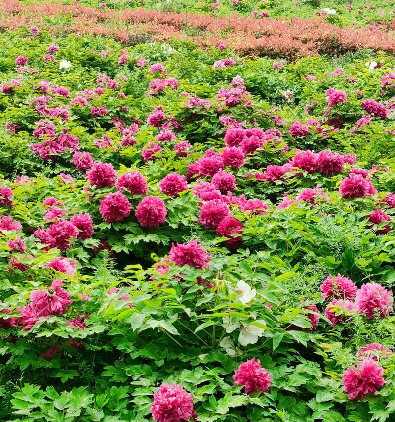 什么植物是白牡丹花的花蕊？白牡丹花蕊的特征是什么？