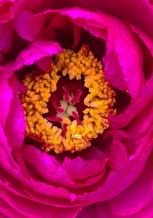 什么植物是白牡丹花的花蕊？白牡丹花蕊的特征是什么？