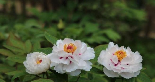 什么植物是白牡丹花的花蕊？白牡丹花蕊的特征是什么？