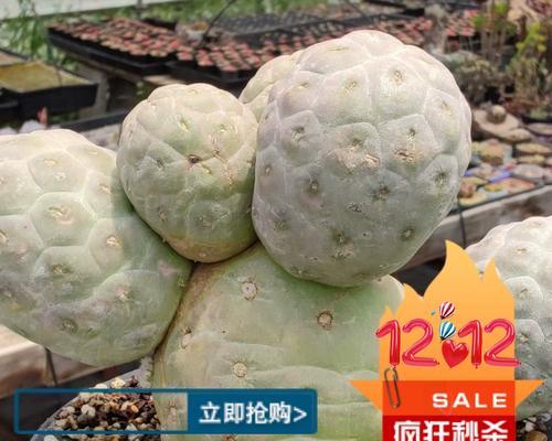 哪种仙人球品种长得又大又多？如何正确养护？