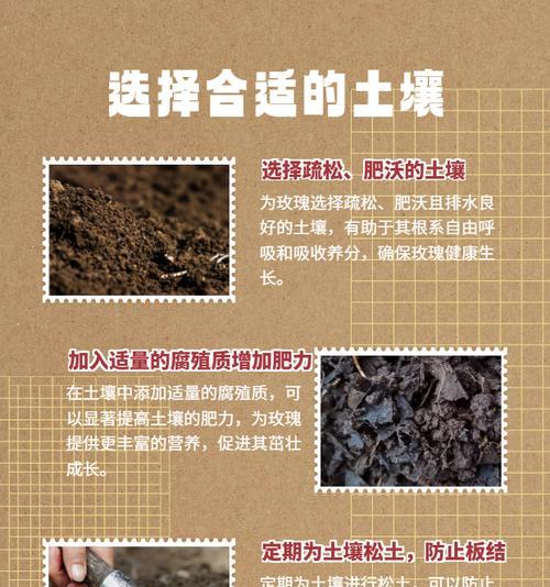 新买的玫瑰花如何进行养护？