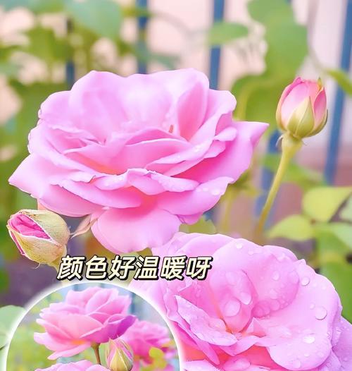 新买的玫瑰花如何进行养护？