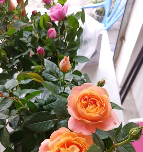 玫瑰花条子不齐施肥方法是什么？如何调整施肥频率？