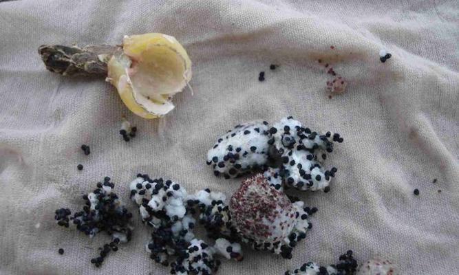 仙人球种子发芽前需要哪些处理步骤？
