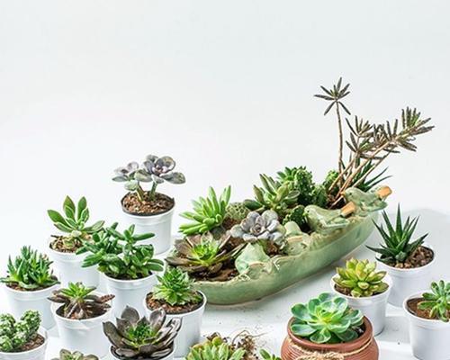 水培白牡丹花的养护与浇水技巧是什么？