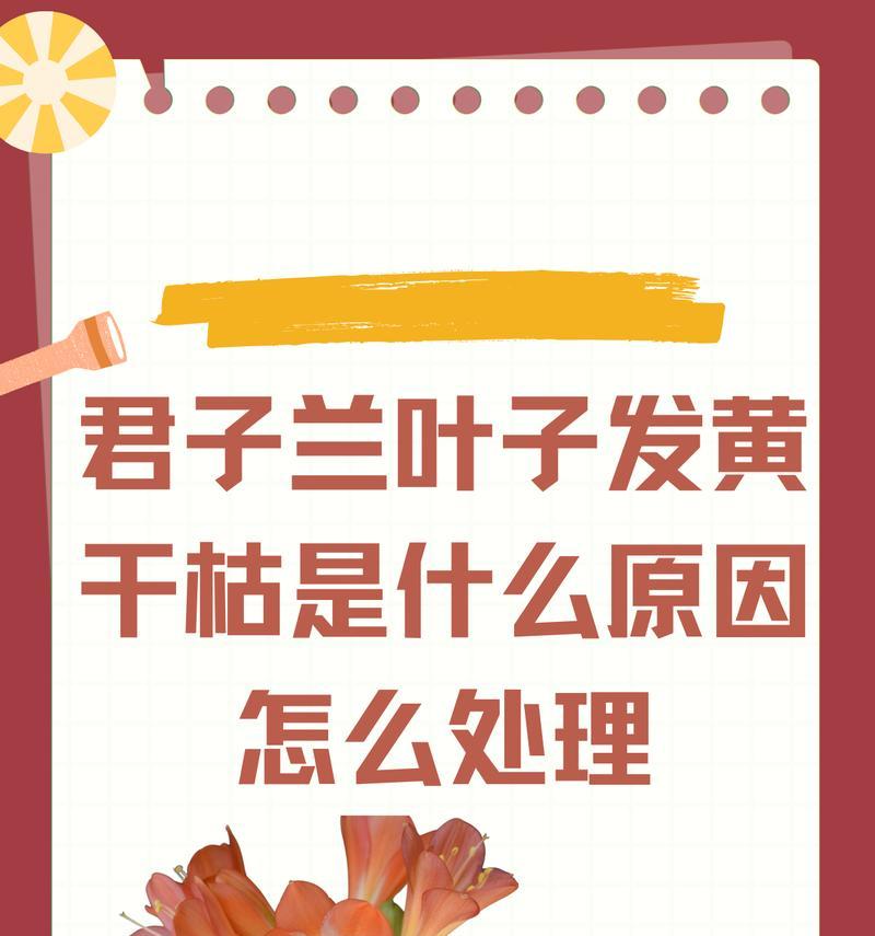 君子兰叶子干巴褶皱怎么处理？如何解决君子兰叶子干巴褶皱的问题？
