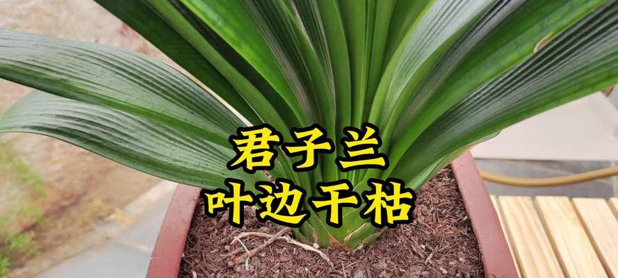 君子兰叶子干巴褶皱怎么处理？如何解决君子兰叶子干巴褶皱的问题？