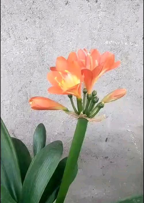 多头君子兰修剪的最佳方法是什么？修剪后如何促进分枝？