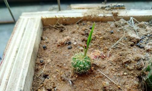 教室里仙人掌怎么种？发芽后需要哪些特别照顾？
