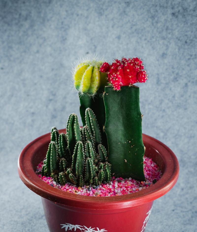 教室里仙人掌怎么种？发芽后需要哪些特别照顾？