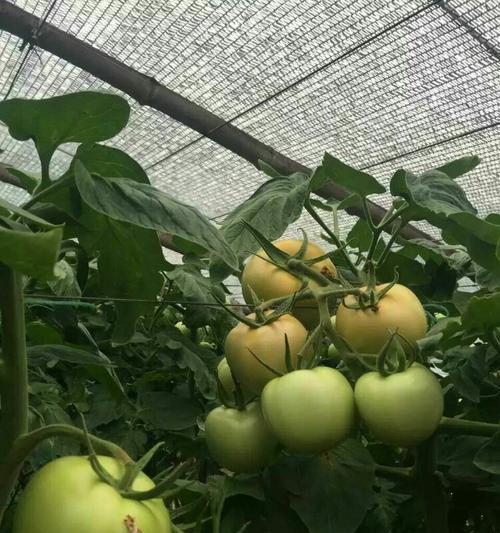 红钻红果仙人掌的养护方法是什么？