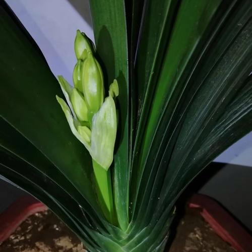君子兰孕花蕊的迹象有哪些？如何判断君子兰即将开花？