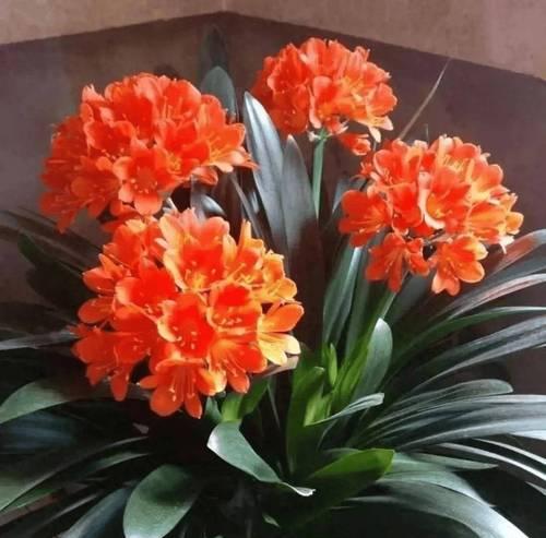 君子兰孕花蕊的迹象有哪些？如何判断君子兰即将开花？