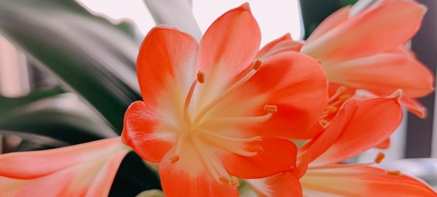 君子兰孕花蕊的迹象有哪些？如何判断君子兰即将开花？