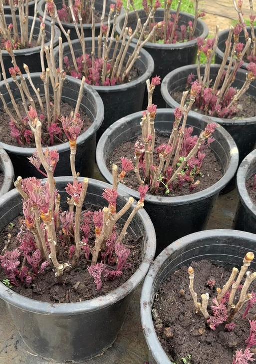 春季新栽牡丹花发芽困难怎么办？有哪些养护技巧？