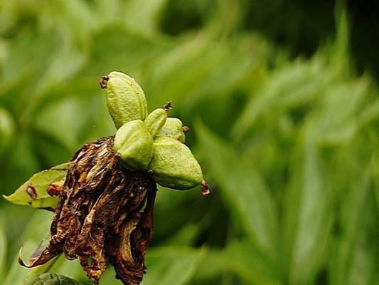 春季新栽牡丹花发芽困难怎么办？有哪些养护技巧？