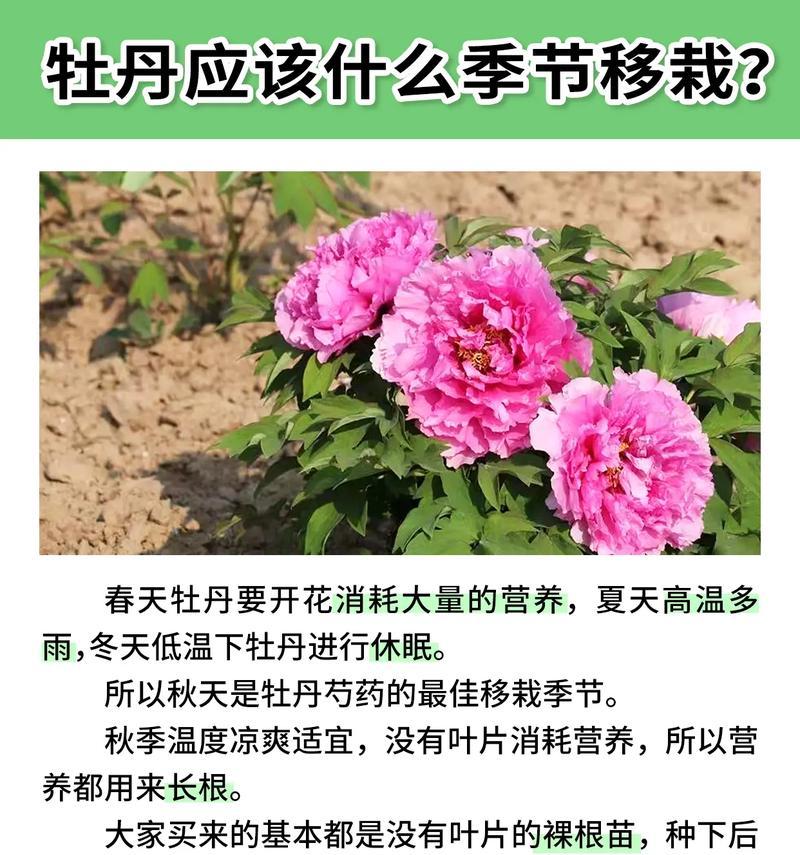 春季新栽牡丹花发芽困难怎么办？有哪些养护技巧？