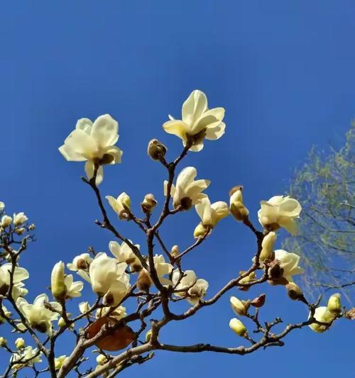 蓝色牡丹花蕊的颜色是什么样的？这种颜色有什么特别含义吗？