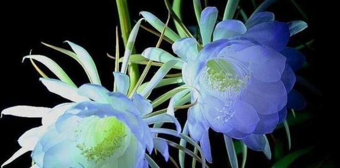 蓝色牡丹花蕊的颜色是什么样的？这种颜色有什么特别含义吗？