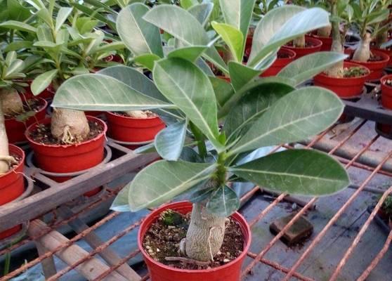 细叶沙漠玫瑰花的养护技巧有哪些？