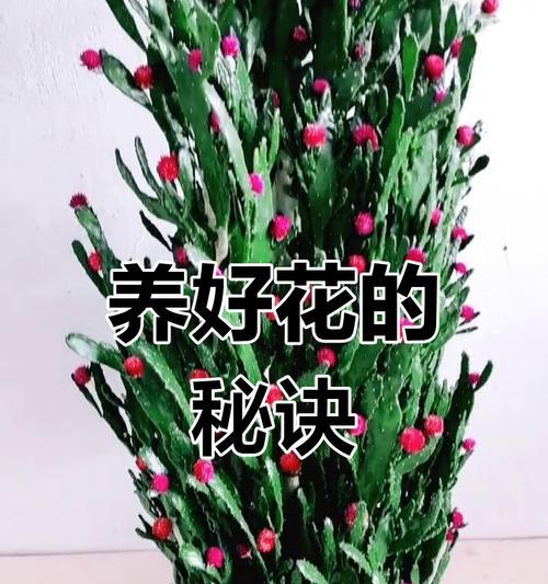 霸王仙人掌盆栽养护方法是什么？有哪些注意事项？