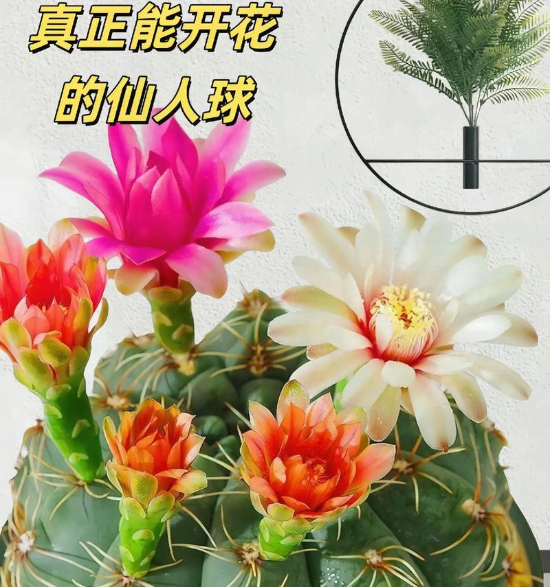 开花的仙人球耐高温吗怎么养？仙人球养护的技巧是什么？