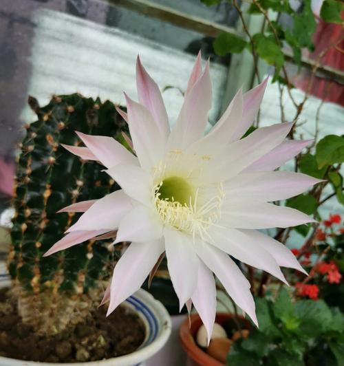开花的仙人球耐高温吗怎么养？仙人球养护的技巧是什么？
