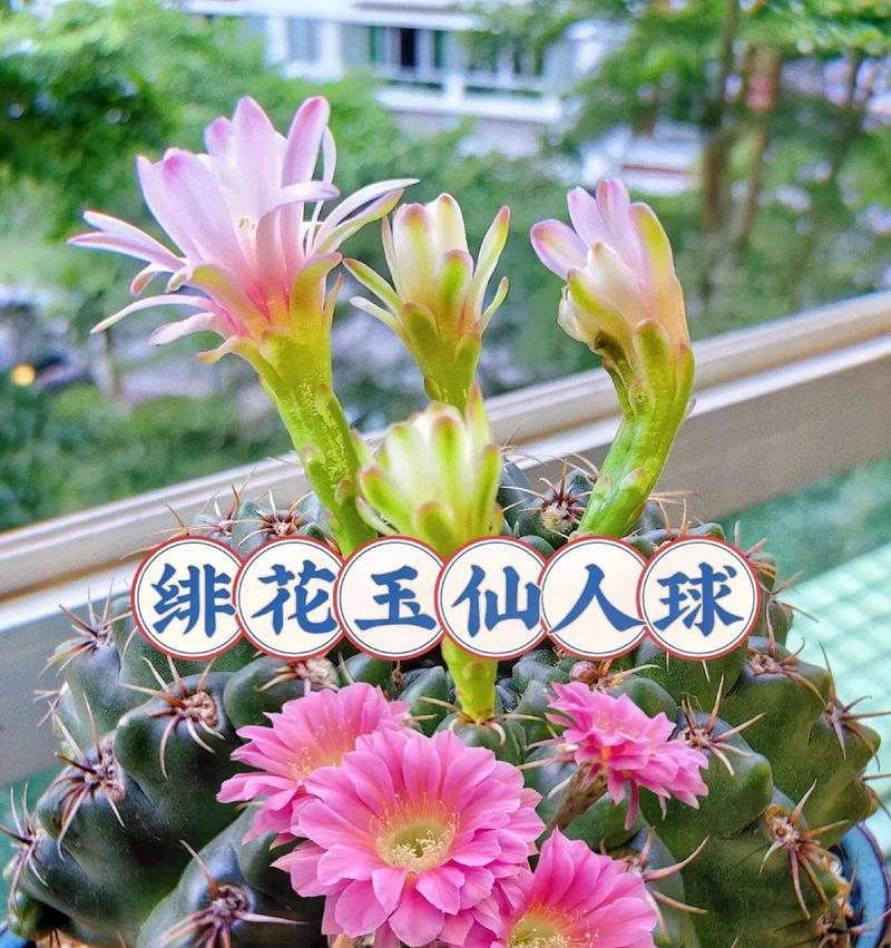 小型仙人球花的种植方法是什么？