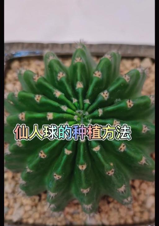 小型仙人球花的种植方法是什么？